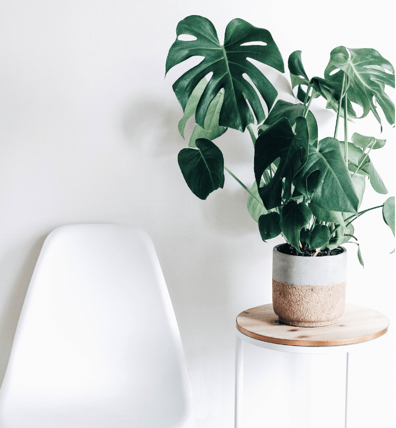monstera houseplant against a white modern home background with a chair