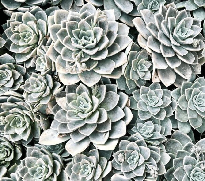 succulents growing in water